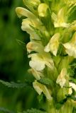 Pedicularis kaufmannii