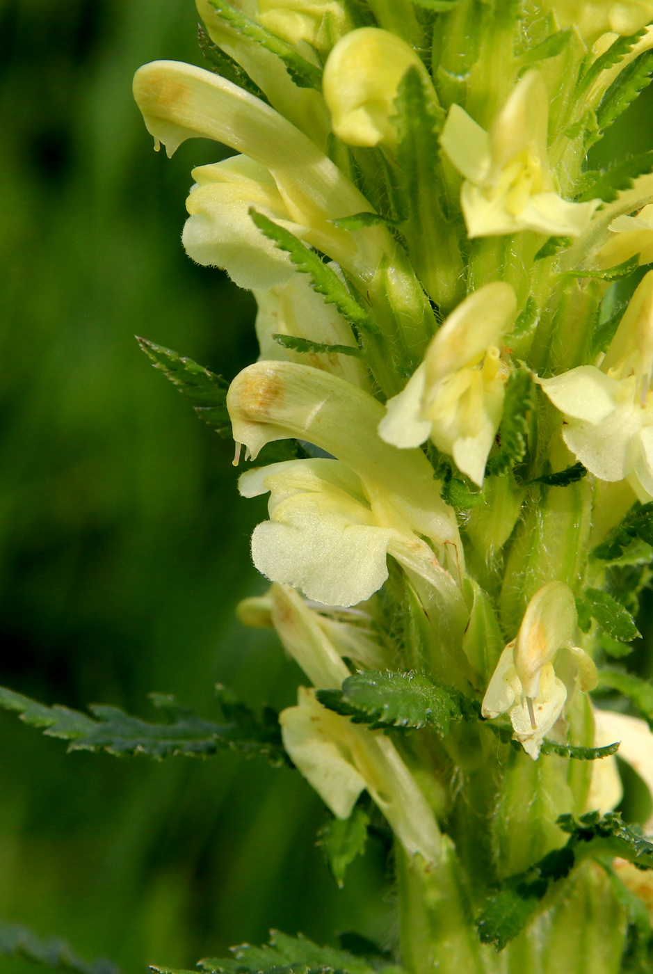 Image of Pedicularis kaufmannii specimen.