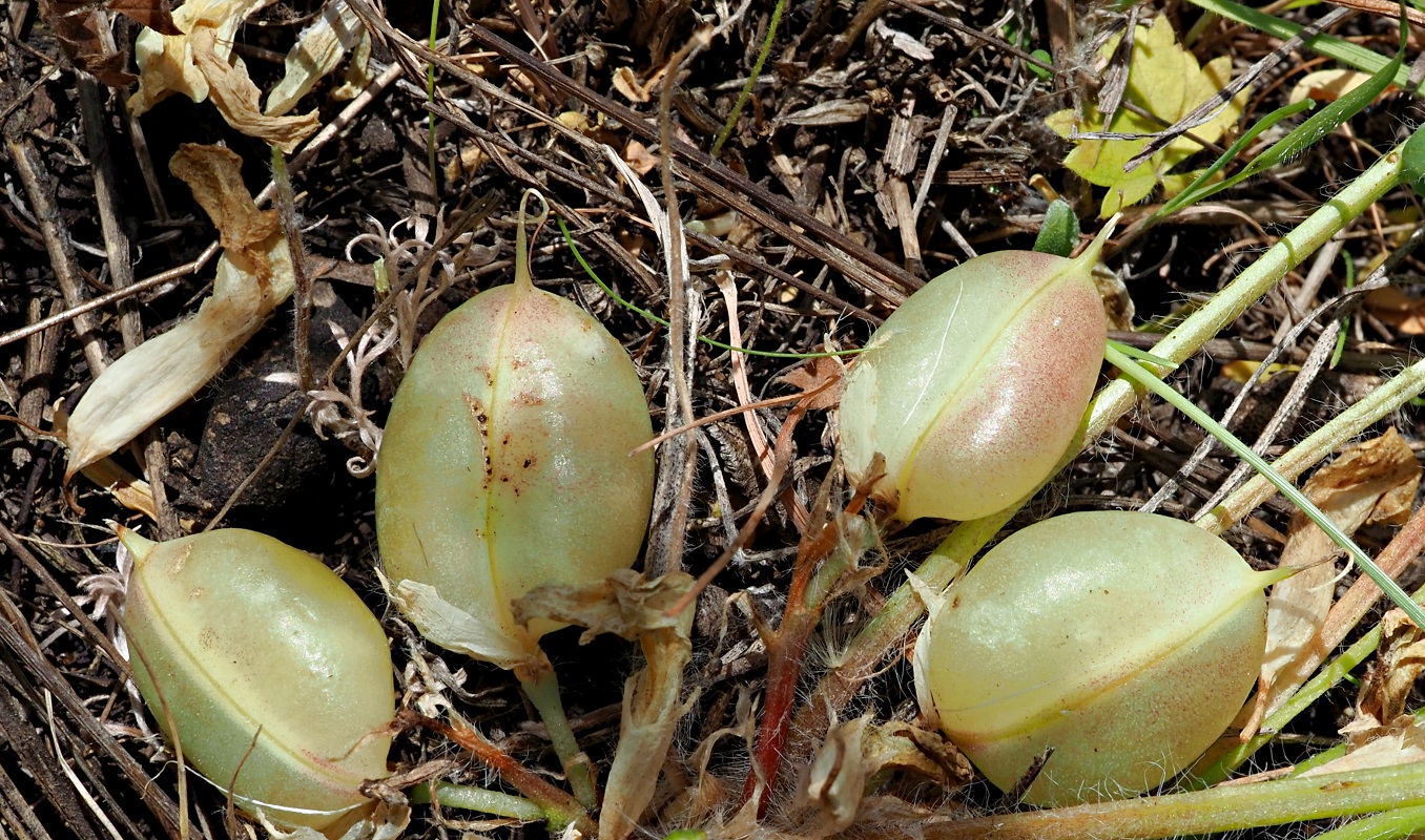 Image of Astragalus wolgensis specimen.