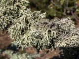 семейство Parmeliaceae. Части талломов на ветвях Quercus. Крым, окр. пос. Новый Свет, северный склон горы Сокол (Куш-Кая), смешанное редколесье, возле туристической тропы 19.04.2025.