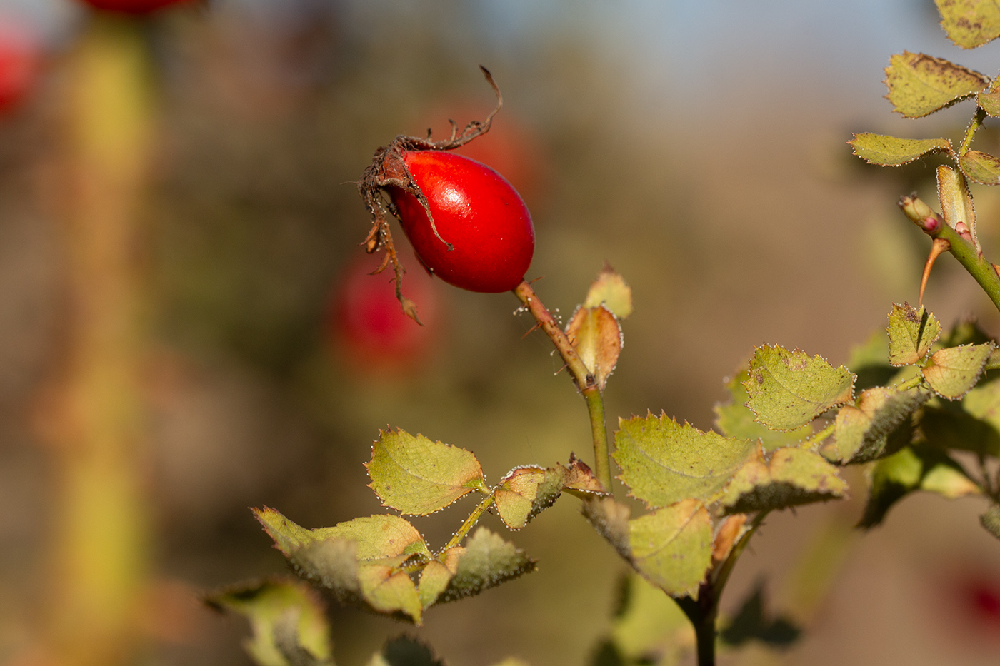 Изображение особи род Rosa.