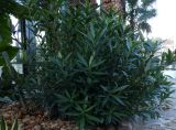 Nerium oleander. Вегетирующее растение. Турция, Анталья, в парковом озеленении. 27 декабря 2025 г.