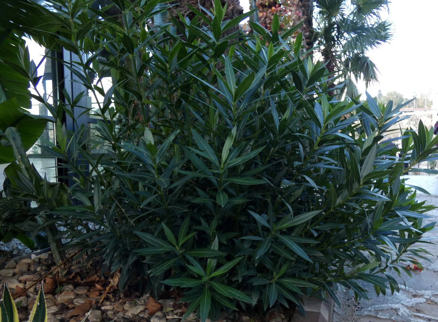 Изображение особи Nerium oleander.