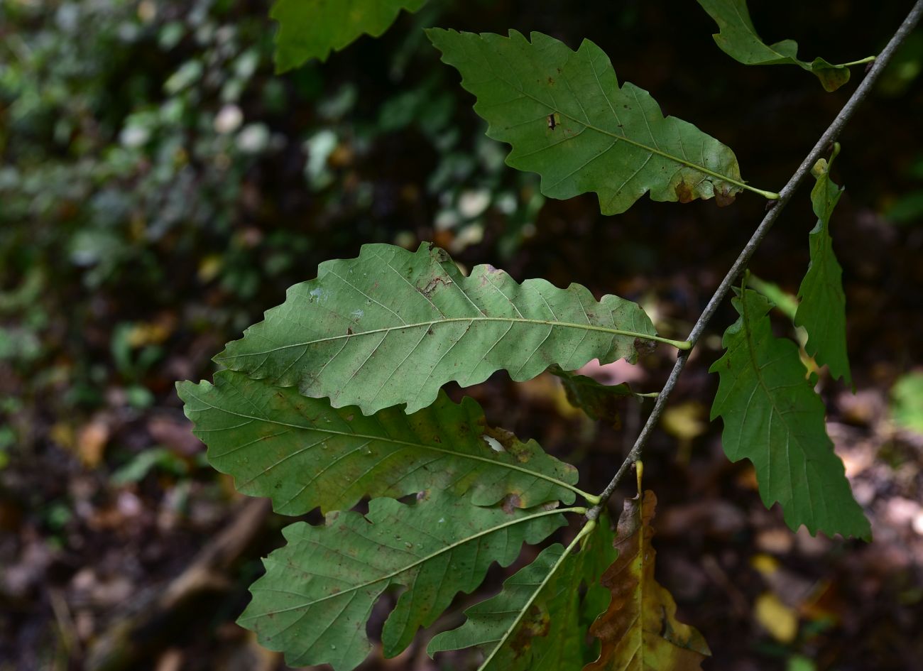 Image of Quercus petraea specimen.
