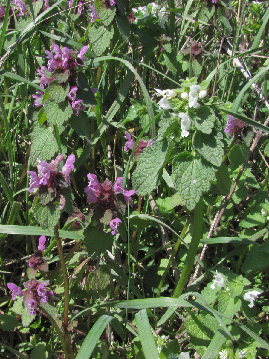 Изображение особи Lamium purpureum.