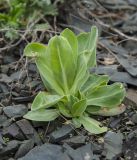 род Gypsophila. Вегетирующее растение. Башкортостан, Хайбуллинский р-н, Акъюловский сельсовет, окр. дер. Уразбаево, дол. р. Зилаир, каменистый осыпной склон. 3 мая 2025 г.