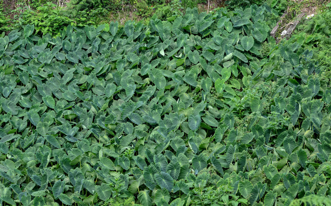 Изображение особи Colocasia esculenta.