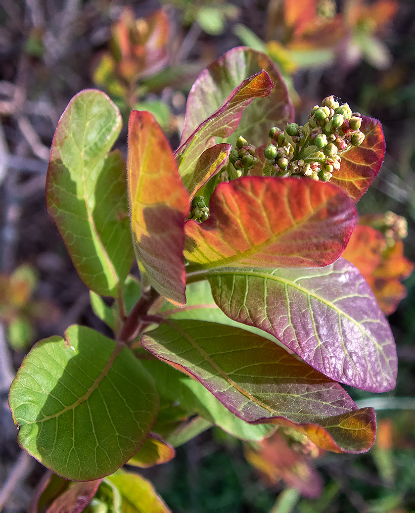 Изображение особи Cotinus coggygria.