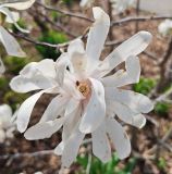 Magnolia stellata. Цветок побитый градом. Волгоград, Красноармейский р-н. 12.04.2026.