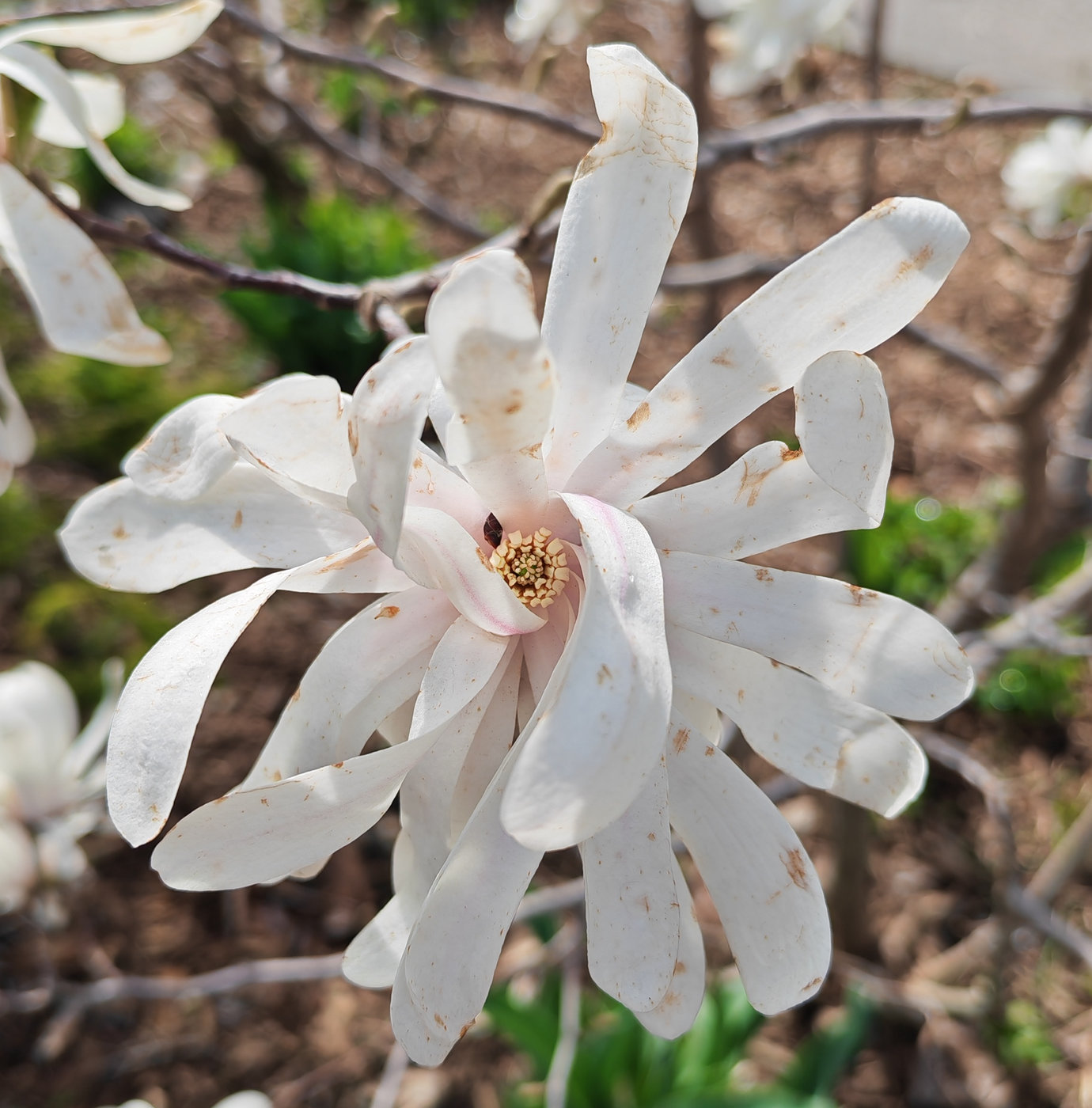 Image of Magnolia stellata specimen.