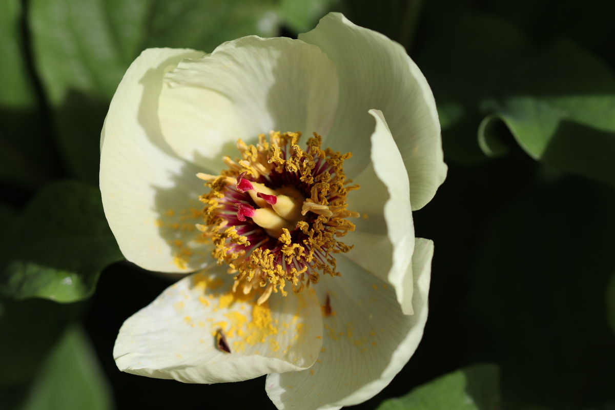 Изображение особи Paeonia macrophylla.