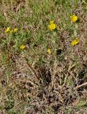 Scolymus hispanicus. Цветущее растение. Португалия, г. Лиссабон, пустырь. 10.08.2025.