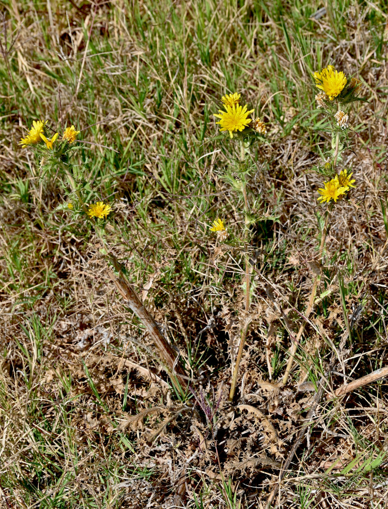 Изображение особи Scolymus hispanicus.