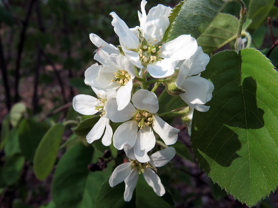 Image of Amelanchier spicata specimen.