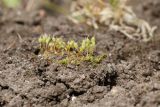 Funaria hygrometrica. Растения со спорогонами. Ленинградская обл., Ломоносовский р-н, дер. Дубки, дачный участок, на грядке. 09.05.2026.