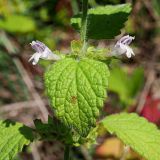 Melissa officinalis