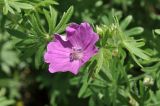Geranium sanguineum. Цветок и листья. Крым, окр. г. Симферополь, поляна в дубовом редколесье. 22.05.2026.