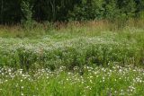 Symphyotrichum × salignum