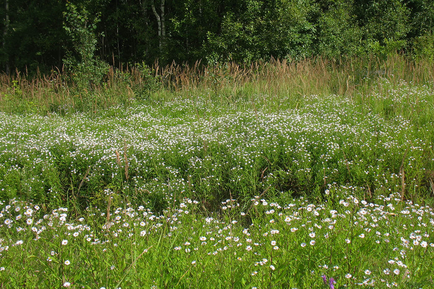 Image of Symphyotrichum × salignum specimen.