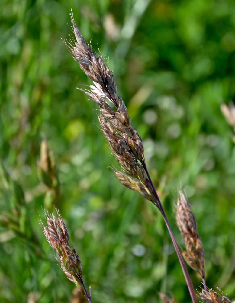 Image of Bromus hordeaceus specimen.