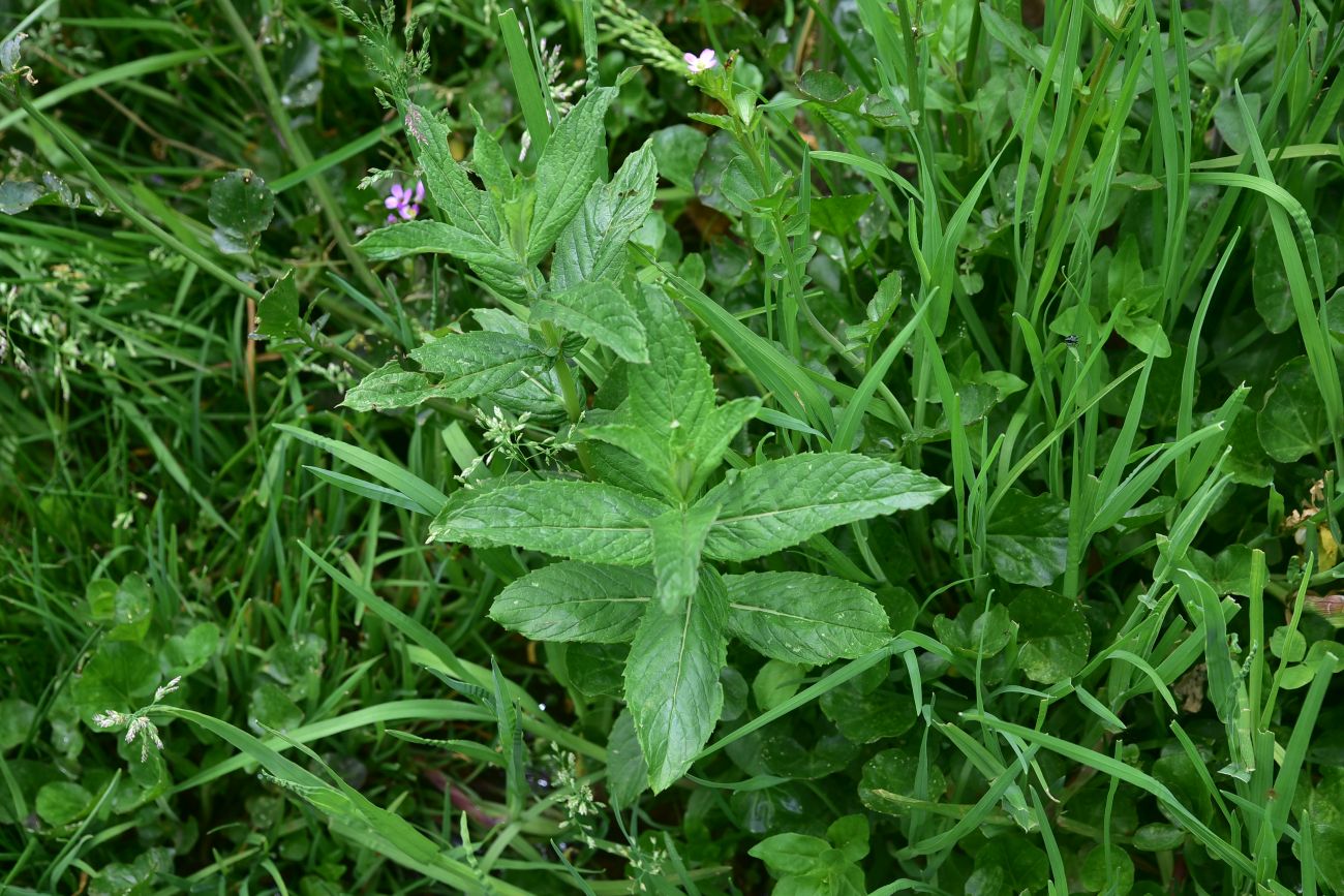 Image of Mentha longifolia specimen.