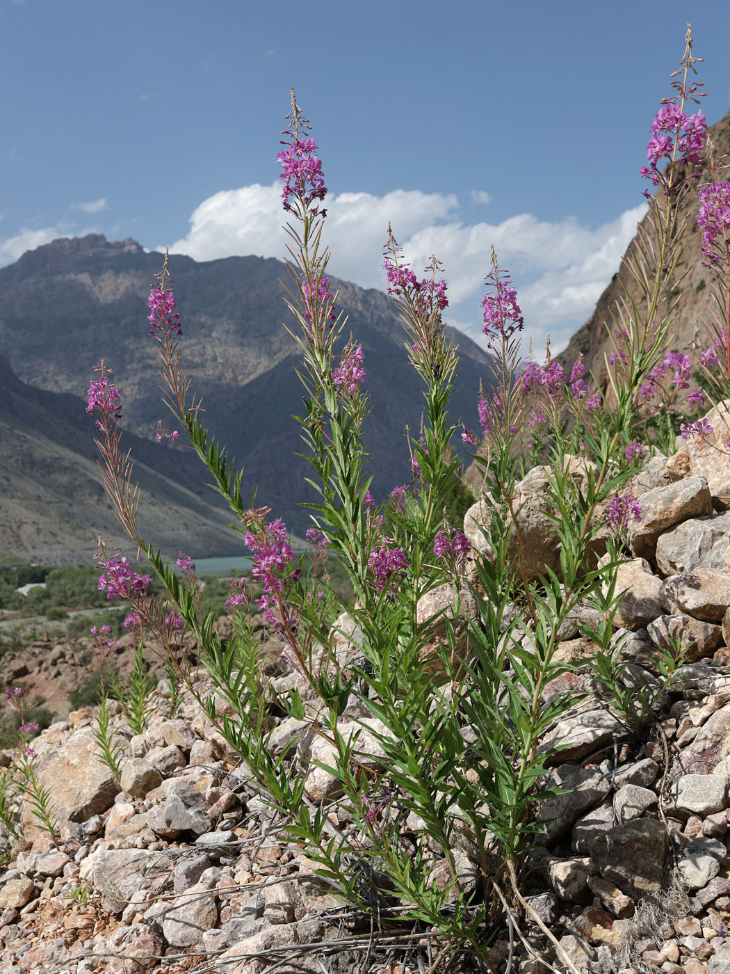 Image of Chamaenerion angustifolium specimen.