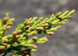 Juniperus davurica. Верхушка ветви с микростробилами. Приморский край, Спасский р-н, окр. с. Прохоры, остепнённое петрофитно-кустарниково-травяное сообщество на юго-западном склоне. 15.09.2026.