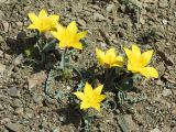 Tulipa annae. Цветущие растения. Казахстан, Восточно-Казахстанская обл., Маркакольский р-н, горы Дэрельбиигы, пер. Мраморный, каменистый участок. 23.04.2026.