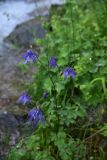 Aquilegia olympica. Верхушка цветущего растения. Турция, ил Артвин, р-н Юсуфели, окр. моста, выс. 1500 м н.у.м., каменистый берег притока в 200 м от устья. 14 июня 2026 г.