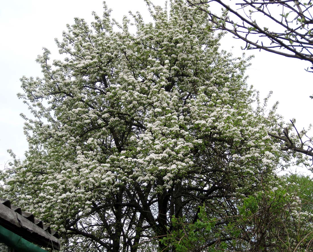 Изображение особи Pyrus communis.