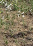 Ornithogalum fischerianum
