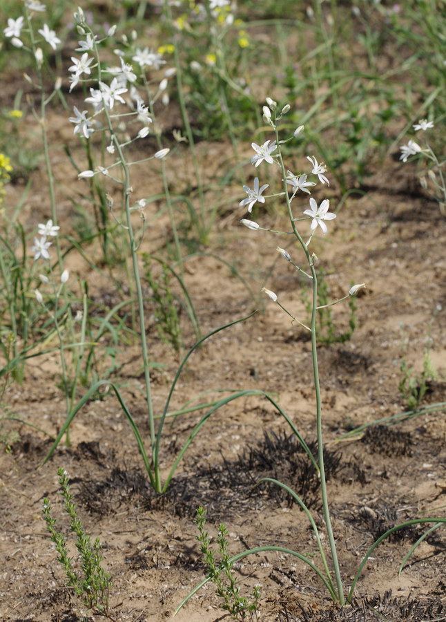 Изображение особи Ornithogalum fischerianum.