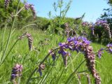 Salvia betonicifolia. Цветущее растение. Днепропетровская обл., балка в верховьях р. Самоткани. 28.05.2011.