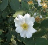 Rosa kalmiussica. Цветок и завязи. Ростовская обл., хутор Гусарева Балка, в культуре. 06.06.2011.