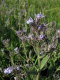 Nepeta parviflora. Верхняя часть цветущего растения. ЮВ Крым, окр. пос. Коктебель, хр. Биюк-Янышар. 9 июня 2011 г.