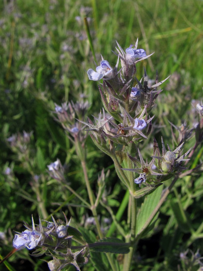 Изображение особи Nepeta parviflora.