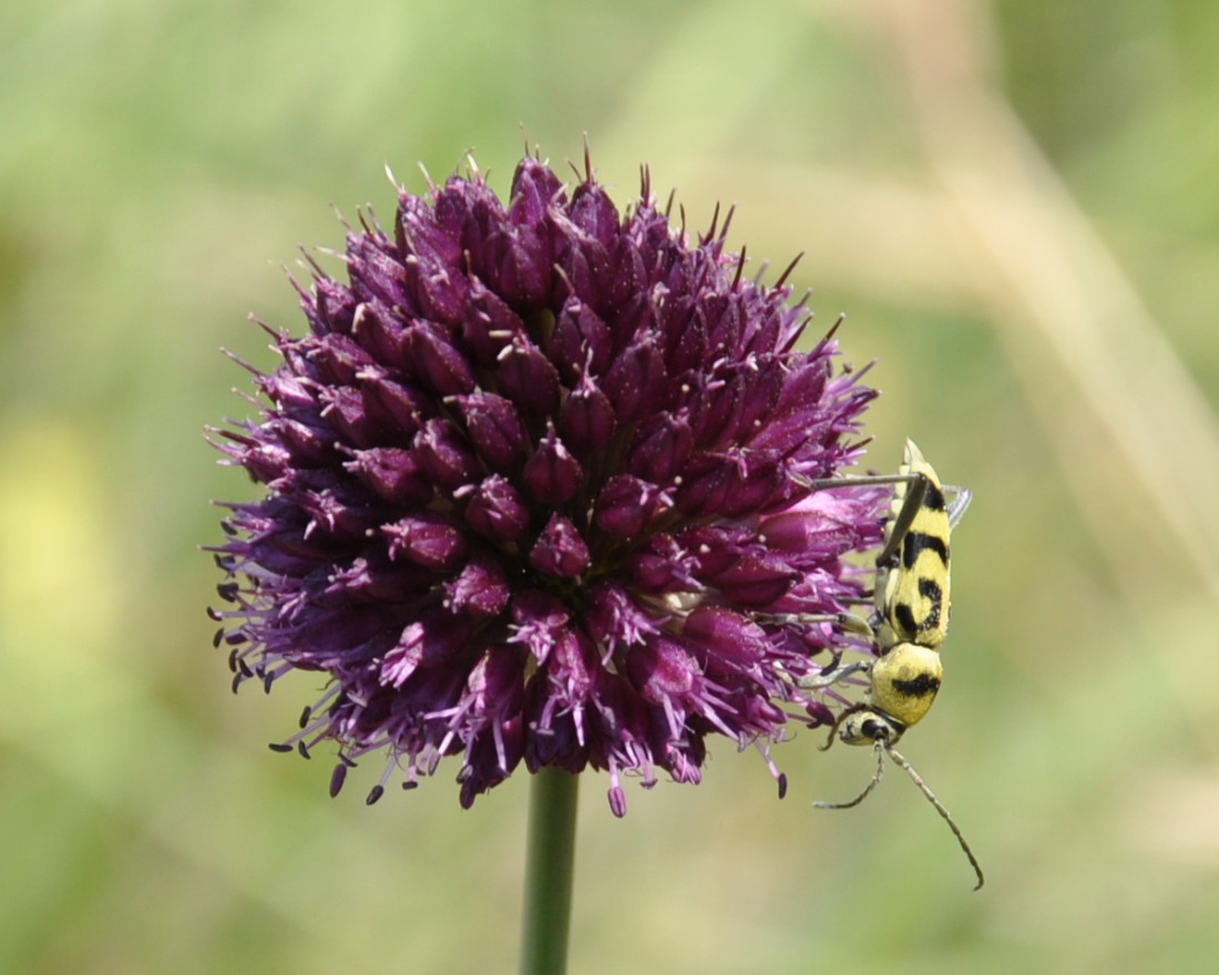 Image of Allium sphaerocephalon specimen.