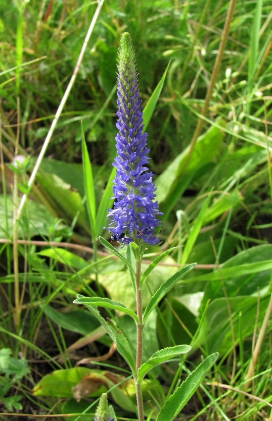 Image of Veronica spicata specimen.