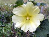 Alcea rugosa