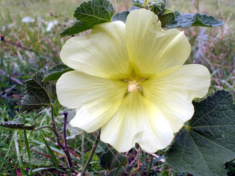 Image of Alcea rugosa specimen.
