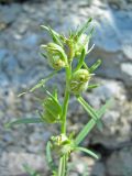 Misopates orontium. Верхушка растения с созревающими плодами. Южный берег Крыма, пос. Гурзуф, Чеховский пляж. 01.07.2011.