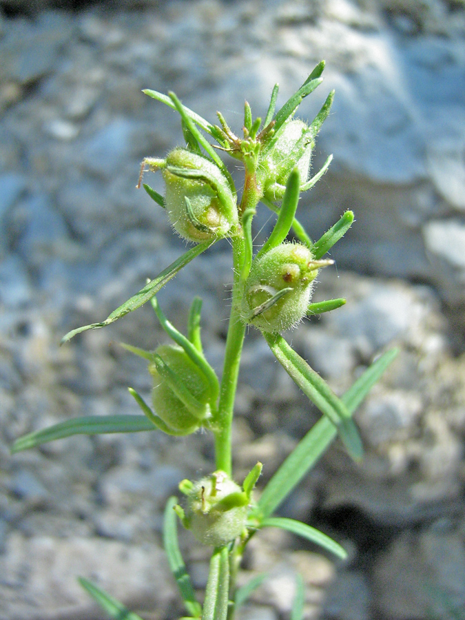 Image of Misopates orontium specimen.