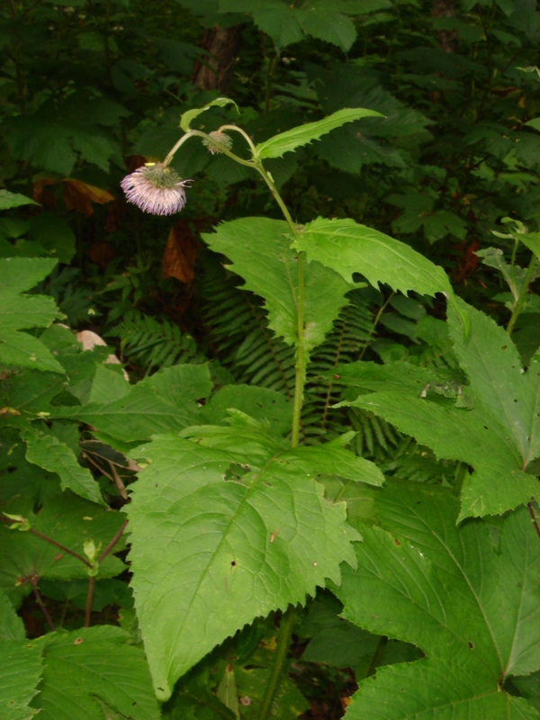 Изображение особи Cirsium weyrichii.