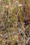 Centaurium pulchellum. Цветущие растения. ЮВ Крым, Карадаг, пересыхающий ручей в верховьях Карадагской балки. 27 июля 2011 г.