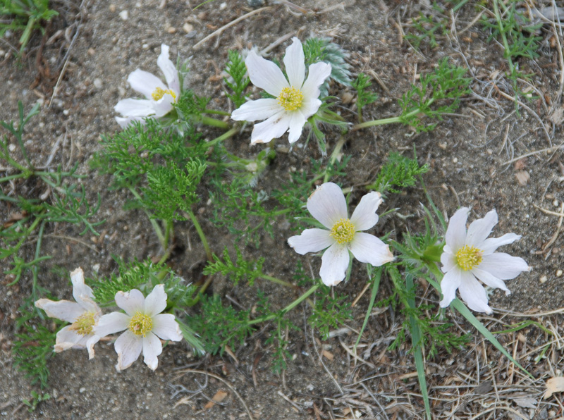 Изображение особи Pulsatilla tenuiloba.