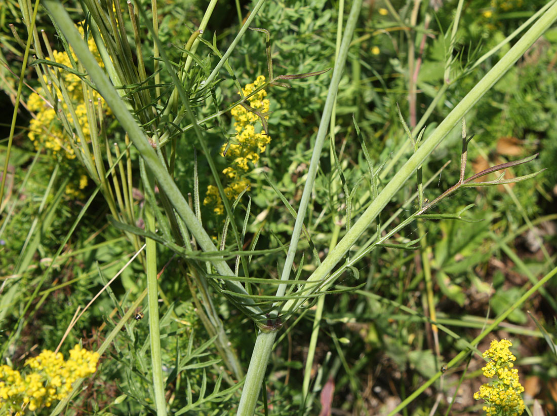 Image of Scabiosa columbaria specimen.