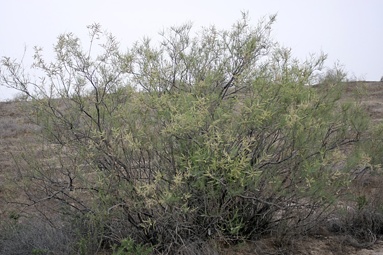 Image of Tamarix meyeri specimen.