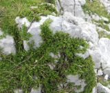 Salix serpillifolia. Плодоносящее растение. Черногория, Динарское нагорье, горный массив Дурмитор. 05.07.2011.
