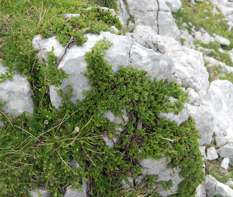 Image of Salix serpillifolia specimen.