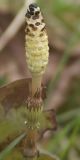 Equisetum pratense